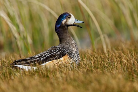 Chiloe Wigeon (Mareca sibilatrix) at the edge of a small pond, Falkland Islands