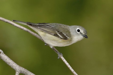Cassin's Vireo (Vireo cassinii), California, USA