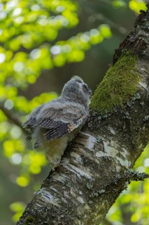 One young long-eared owl (Asio otus), sitting on a branch of a tree. Green vegetation in the