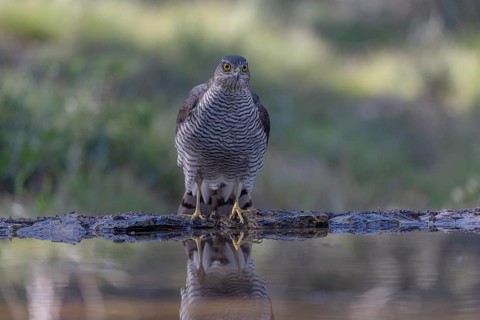 Sparrowhawk (Accipiter nisus), at a bathing spot in Catalonia, Spamia