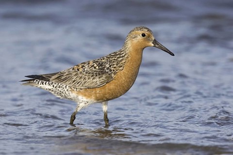 Red Knot (Calidris canutus), Delaware, USA