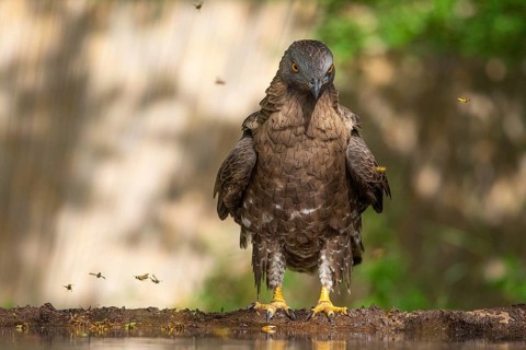 European Honey Buzzard (Pernis apivorus), Subotica, Serbia