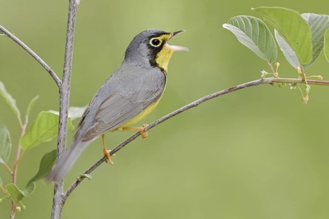 Canada Warbler (Cardellina canadensis) singing, Ontario, Canada