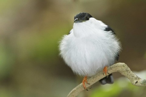 White-bearded Manakin (Manacus manacus), Trinidad and Tobago