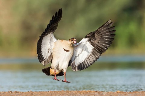 Egyptian Goose (Alopochen aegyptiaca) landing, Eilat, Israel