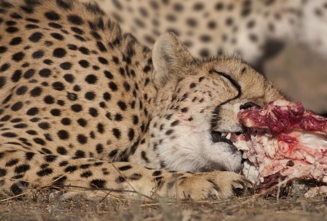Cheetah (Acinonyx jubatus) female feeding on kill, Castile-La Mancha, Spain