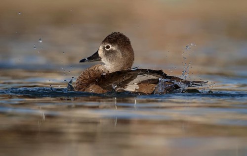 Ring-necked Duck (Aythya collaris) female, Texas, USA
