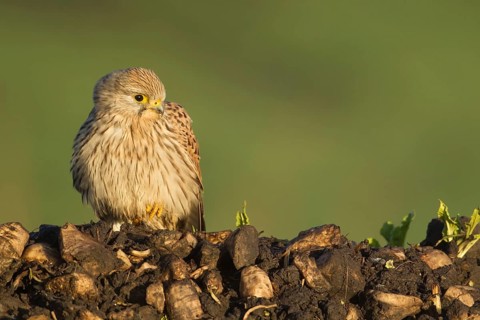 Common kestrel (Falco tinnunculus) adult falcon bird of prey on a farm waste heap from a sugar beet