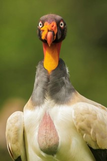 King Vulture (Sarcoramphus papa) perched on the ground in Costa Rica