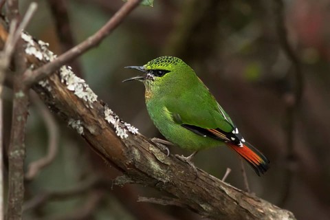 Fire-tailed Myzornis (Myzornis pyrrhoura) singing, Darjeeling, India