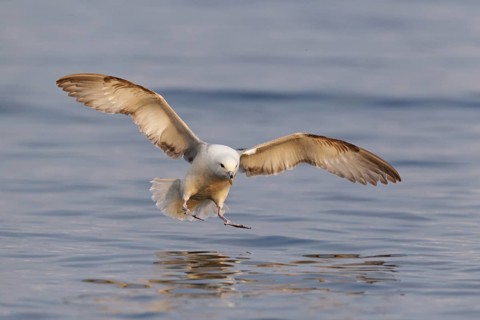 Northern Fulmar (Fulmarus glacialis) flying, Iceland