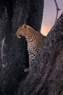Leopard, with young, 6 months, old, Panthera pardus, Botswana, Botswana, Botswana
