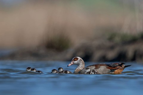 Egyptian Goose (Alopochen aegyptiaca) with chicks, Schleswig-Holstein, Germany