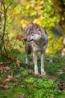 A eurasian gray wolf (Canis lupus lupus) stands on a meadow on a hill with a colourful foliage in