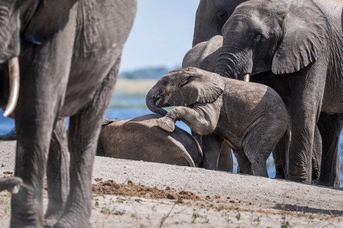Baby elephant (Loxodonta africana) crawling onto another young elephant surrounded by the elephant