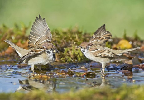 Eurasian Tree Sparrow (Passer montanus) figthting at a waterhole, Aosta Valley, Italy