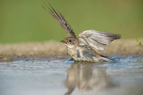 European Pied Flycatcher (Ficedula hypoleuca) bathing in a waterhole, Aosta Valley, Italy