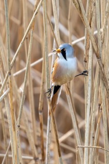 Bearded reedling, bearded tit (Panurus biarmicus) adult male perched on reed stem with caught