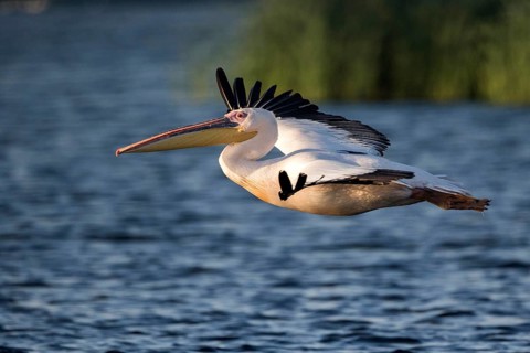 Great White Pelican (Pelecanus onocrotalus) flying, Danube Delta, Romania