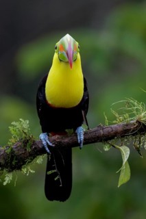 Keel-billed Toucan (Ramphastos sulfuratus) perched on a branch in Costa Rica