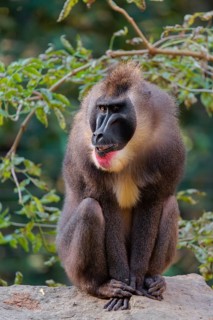 An adult male drill (Mandrillus leucophaeus) sits on a rock on the forest floor