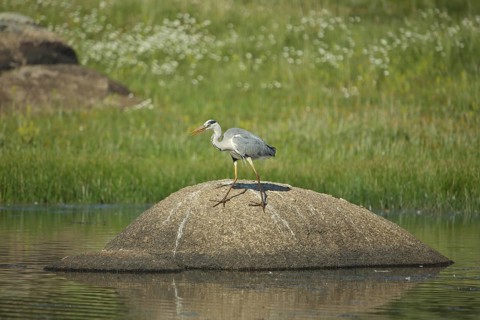 Grey heron (Ardea cinerea) on a rock in the water, Los Barruecos, Malpartida de Caceres,