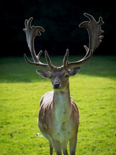 Fallow deer (Dama dama) bull with big horns and backlight. Czechia
