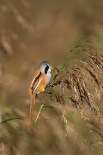 Bearded tit or reedling (Panurus biarmicus) adult male bird on a reed stem in a reedbed, England,