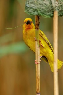 A gold weaver building a nest, iSimangaliso Wetland Park, St Lucia, KwaZulu-Natal, South Africa