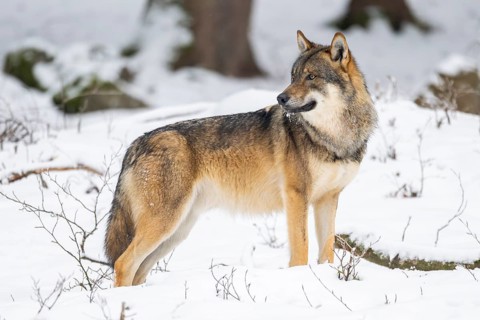 European gray wolf (Canis lupus lupus) standing in a forest in winter, snow, Bavaria, Germany