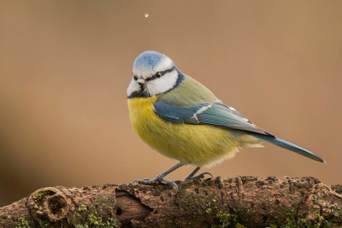 Eurasian Blue Tit (Cyanistes caeruleus) perched on a branch, Lower Saxony, Germany