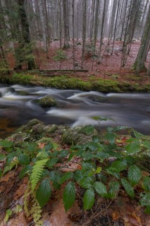 Kleine Ohe creek below Waldhaeuser village in the Bavarian Forest Nationalpark. Flowing water and