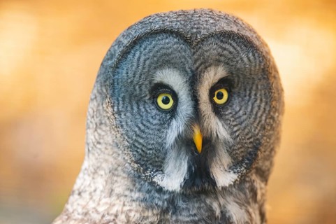 Great grey owl (Strix nebulosa), portrait, Bavaria, Germany