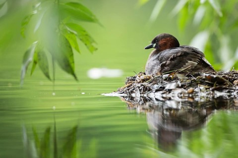 Little Grebe (Tachybaptus ruficollis) on nest, Hesse, Germany