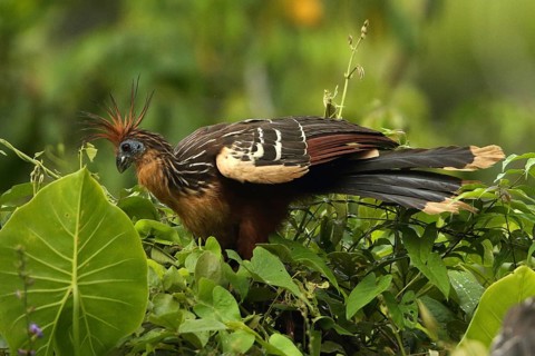 Hoatzin (Opisthocomus hoazin) perched in tree, Orinoco Delta, Venezuela