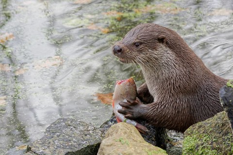 European otter (Lutra lutra) sitting on riverbank and holding a fish while feeding, close-up