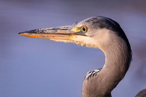 Grey heron (Ardea cinerea) Germany