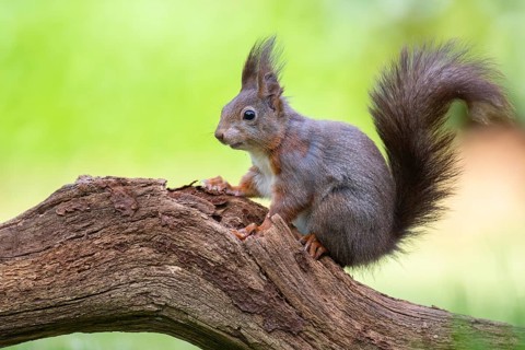 Squirrel (ciurus vulgaris), Vechta, Lower Saxony, Germany