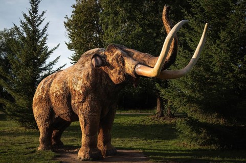 LUBIN, POLAND - JULY 13, 2024: Figure of a life-size mammoth in the light of the setting sun