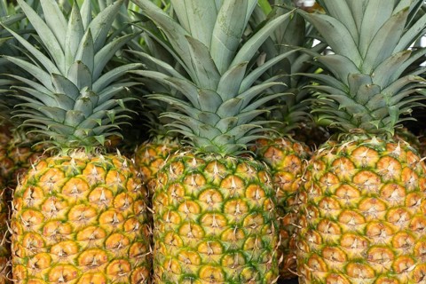Ripe MD2 Gold Pineapples (Ananas comosus) with vibrant skin and green leafy crowns. Costa Rica