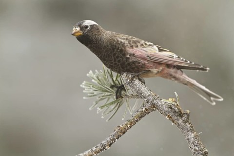 Black Rosy Finch (Leucosticte atrata), New Mexico, USA