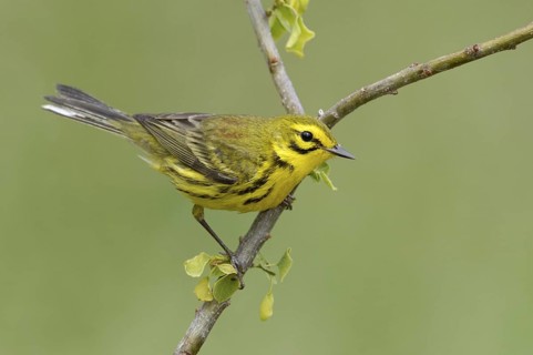 Prairie Warbler (Setophaga discolor), Texas, USA