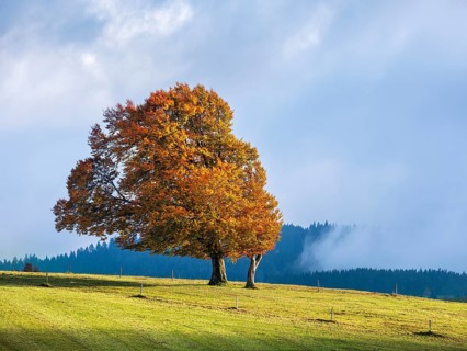 Typical Black Forest landscape on Schauinsland, green meadow with old willow beech trees in full