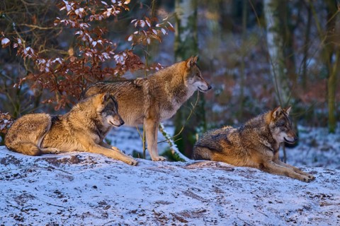 Three wolves lying next to each other in the snowy forest and observing the surroundings, Winter,