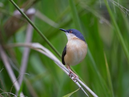 Ashy Prinia (Prinia socialis), Sri Lanka