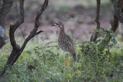 Spotted Thick- knee, Burhinus capensis