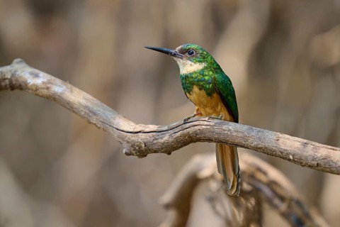 A small, colourful bird sits on a dry branch against a blurred background, Rufous-tailed jacamar