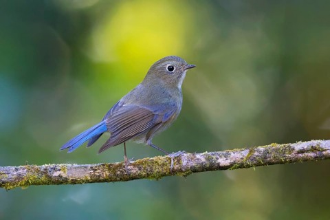 Himalayan Bluetail (Tarsiger rufilatus) male, Thailand