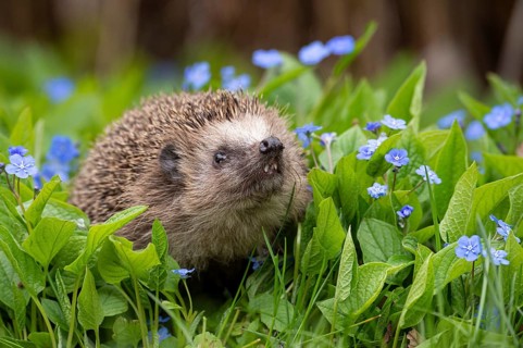 Cute hedgehog, brown-breasted hedgehog (Erinaceus europaeus) in the garden, Vechta, Lower Saxony,