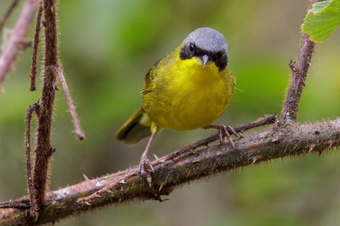 Masked Yellowthroat (Geothlypis aequinoctialis) perched on a branch in the Atlantic rainforest of